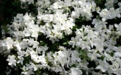 Delaware Valley White Azalea - 1 Gallon Pot -Best Plant Shop Azalea Deleware Valley White Bloom