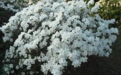 Delaware Valley White Azalea - 1 Gallon Pot -Best Plant Shop Azalea Deleware Valley White Landscape