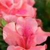Autumn Coral Encore Azalea - 1 Gallon Pot -Best Plant Shop Azalea Encore Autumn Coral