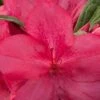 Autumn Jewel Encore Azalea - 1 Gallon Pot -Best Plant Shop Azalea Encore Autumn Jewel