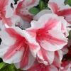 Autumn Starburst Encore Azalea - 6 Pack Of 1 Gallon Pots -Best Plant Shop Azalea Encore Autumn Starburst