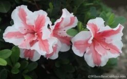 Autumn Starburst Encore Azalea - 6 Pack Of 1 Gallon Pots -Best Plant Shop Azalea Encore Autumn Starburst 2