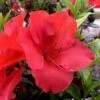 Fireside Red Bloom 'N Again Azalea - 2 Gallon Pot -Best Plant Shop Azalea Fireside Red 20 rev