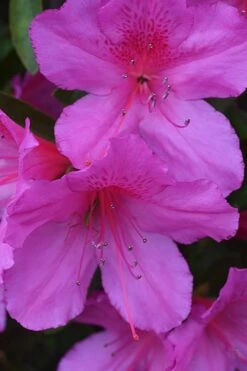Formosa Southern Indica Azalea - 1 Gallon Pot -Best Plant Shop Azalea Formosa 500x750 2