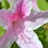 George L. Taber Southern Indica Azalea - 1 Gallon Pot -Best Plant Shop Azalea George L Taber 500x750 1