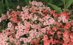 Hilda Niblett Azalea - 2 Gallon Pot 14 Hilda Niblett Azalea - 2 Gallon Pot -Best Plant Shop Azalea Hilda Niblet Flowers 2