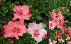 Hilda Niblett Azalea - 2 Gallon Pot 15 Hilda Niblett Azalea - 2 Gallon Pot -Best Plant Shop Azalea Hilda Niblet Flowers 3