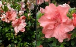 Hilda Niblett Azalea - 2 Gallon Pot 16 Hilda Niblett Azalea - 2 Gallon Pot -Best Plant Shop Azalea Hilda Niblet Flowers 4