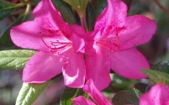 Judge Solomon Southern Indica Azalea - 3 Gallon Pot 8 Judge Solomon Southern Indica Azalea - 3 Gallon Pot -Best Plant Shop Azalea Judge Solomon 50