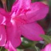 Judge Solomon Southern Indica Azalea - 3 Gallon Pot -Best Plant Shop Azalea Judge Solomon 500x750 1