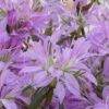 Koromo Shikibu Purple Spider Azalea - 3 Gallon Pot 1 Koromo Shikibu Purple Spider Azalea - 3 Gallon Pot -Best Plant Shop Azalea Koromo Shikibu 1