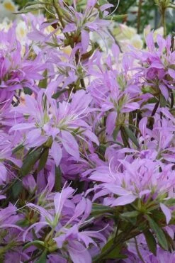Koromo Shikibu Purple Spider Azalea - 3 Gallon Pot -Best Plant Shop Azalea Koromo Shikibu 2