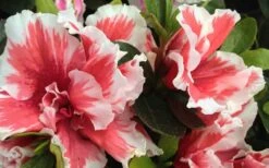 Mardi Gras Southern Indica Azalea - 1 Gallon Pot 9 Mardi Gras Southern Indica Azalea - 1 Gallon Pot -Best Plant Shop Azalea Mardi Gras 2