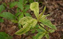 Dons Variegated Native Azalea - Rhododendron - 1 Gallon Pot -Best Plant Shop Azalea Native Dons Variegated 3