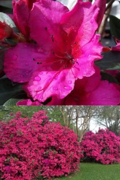 Red Formosa Azalea - 6 Pack Of 1 Gallon Pots -Best Plant Shop Azalea Red Formosa 1 500x750 2