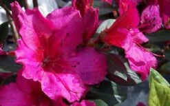 Red Formosa Azalea - 1 Gallon Pot 11 Red Formosa Azalea - 1 Gallon Pot -Best Plant Shop Azalea Red Formosa