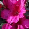 Red Formosa Azalea - 1 Gallon Pot -Best Plant Shop Azalea Red Formosa 5