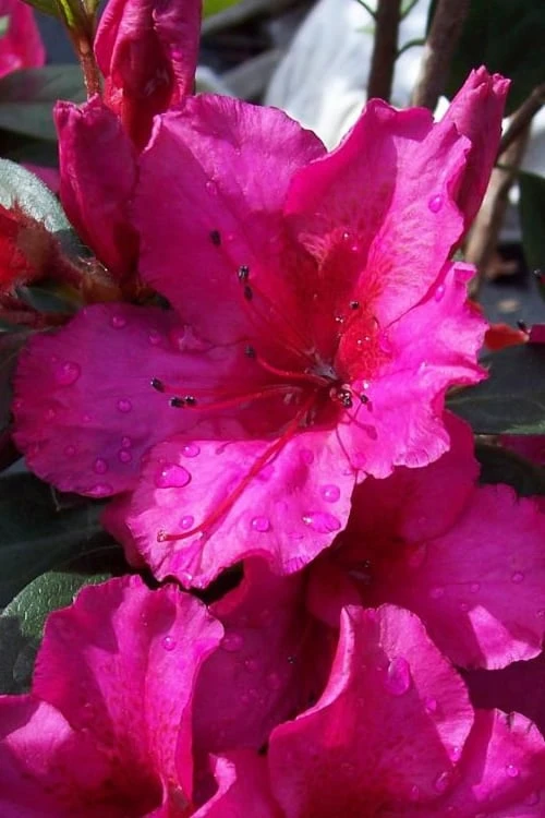 Red Formosa Azalea - 1 Gallon Pot 3 Red Formosa Azalea - 1 Gallon Pot