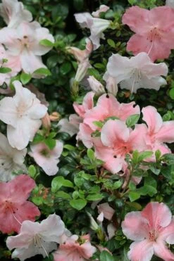 Sir Robert Dwarf Azalea - 6 Pack Of 1 Gallon Pots 12 Sir Robert Dwarf Azalea - 6 Pack Of 1 Gallon Pots -Best Plant Shop Azalea Sir Robert 12