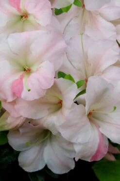 Sir Robert Dwarf Azalea - 1 Gallon Pot -Best Plant Shop Azalea Sir Robert 20 1