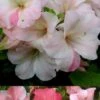 Sir Robert Dwarf Azalea - 6 Pack Of 1 Gallon Pots -Best Plant Shop Azalea Sir Robert 3 500x750 1