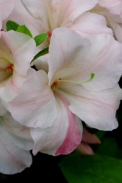 Sir Robert Dwarf Azalea - 6 Pack Of 1 Gallon Pots 13 Sir Robert Dwarf Azalea - 6 Pack Of 1 Gallon Pots -Best Plant Shop Azalea Sir Robert 5