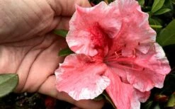 Tama No Hada Azalea - 1 Gallon Pot 12 Tama No Hada Azalea - 1 Gallon Pot -Best Plant Shop Azalea Tama No Hada Closeup 1