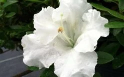 Gumpo White Dwarf Azalea - 1 Gallon Pot -Best Plant Shop Azalea White Gumpo