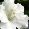 Gumpo White Dwarf Azalea - 1 Gallon Pot -Best Plant Shop Azalea White Gumpo 500x750 1