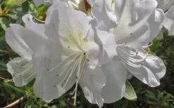 Mrs. G.G. Gerbing White Southern Indica Azalea - 7 Gallon Pot -Best Plant Shop Azlea GG Gerbing Flower