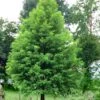 Bald Cypress Tree (Taxodium Distichum) - 1 Gallon Pot -Best Plant Shop Bald Cypress 1