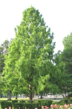 Bald Cypress Tree (Taxodium Distichum) - 1 Gallon Pot 17 Bald Cypress Tree (Taxodium Distichum) - 1 Gallon Pot -Best Plant Shop Bald Cypress 3