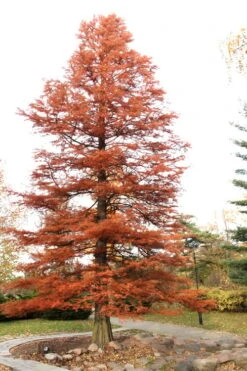 Bald Cypress - Taxodium Distichum - 3 Gallon Pot 20 Bald Cypress - Taxodium Distichum - 3 Gallon Pot -Best Plant Shop Bald Cypress 4 1