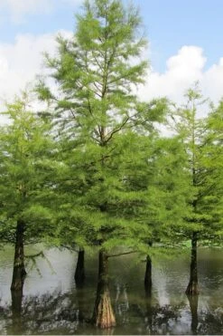 Bald Cypress - Taxodium Distichum - 3 Gallon Pot 17 Bald Cypress - Taxodium Distichum - 3 Gallon Pot -Best Plant Shop Bald Cypress 5 1