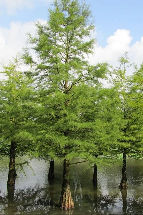 Bald Cypress Tree (Taxodium Distichum) - 1 Gallon Pot 8 Bald Cypress Tree (Taxodium Distichum) - 1 Gallon Pot - Image 6