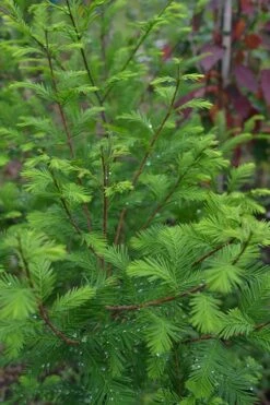 Bald Cypress - Taxodium Distichum - 3 Gallon Pot 14 Bald Cypress - Taxodium Distichum - 3 Gallon Pot -Best Plant Shop Bald Cypress 8 1