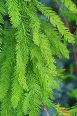 Bald Cypress - Taxodium Distichum - 3 Gallon Pot 19 Bald Cypress - Taxodium Distichum - 3 Gallon Pot -Best Plant Shop Bald Cypress 9 1
