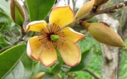 Banana Shrub - 7 Gallon Pot (4-5') -Best Plant Shop Banana Shrub Flower Closeup 1