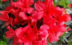 Fireside Red Bloom 'N Again Azalea - 2 Gallon Pot -Best Plant Shop Bloom N Again Azalea Fireside Red