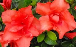 Orange Frost Bloom 'N Again Azalea - 1 Gallon Pot -Best Plant Shop Bloom N Again Azalea Orange Frost
