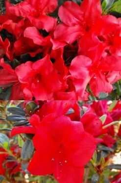 Fireside Red Bloom 'N Again Azalea - 2 Gallon Pot -Best Plant Shop Bloom N Again Fireside Red 1 500x750 1