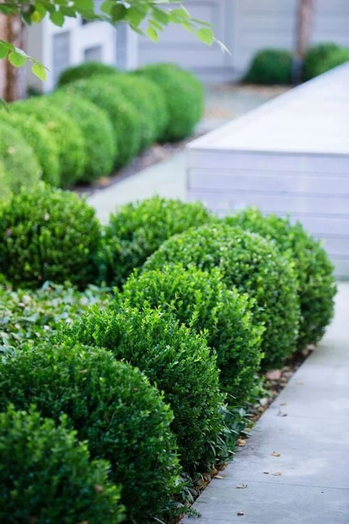 Baby Gem Boxwood - 6 Pack Of 1 Gallon Pots 3 Baby Gem Boxwood - 6 Pack Of 1 Gallon Pots