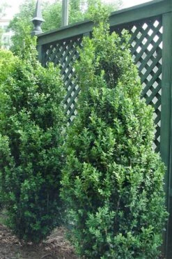 Dee Runk Columnar Boxwood - 6 Pack Of 1 Gallon Pots 9 Dee Runk Columnar Boxwood - 6 Pack Of 1 Gallon Pots -Best Plant Shop Boxwood Dee Runk 2 500x750 1
