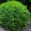 Dwarf English Boxwood - 2 Gallon Pot -Best Plant Shop Boxwood Dwarf English 1
