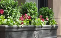 Dwarf English Boxwood - 2 Gallon Pot -Best Plant Shop Boxwood Dwarf English 2