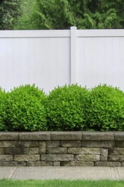 Dwarf English Boxwood - 1 Gallon Pot 10 Dwarf English Boxwood - 1 Gallon Pot -Best Plant Shop Boxwood Dwarf English 3 1