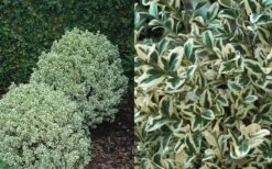 Dwarf Variegated Boxwood - 2 Gallon Pot 11 Dwarf Variegated Boxwood - 2 Gallon Pot -Best Plant Shop Boxwood Dwarf Variegated 50 2
