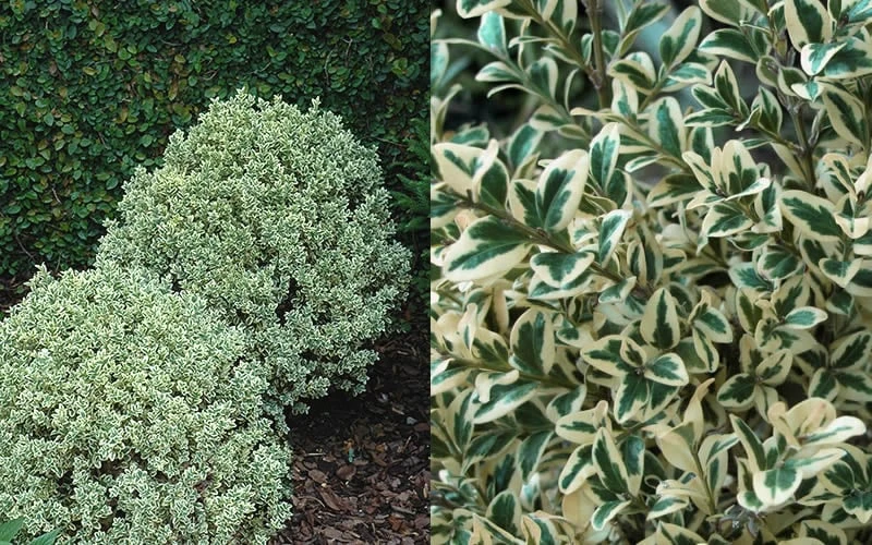 Dwarf Variegated Boxwood - 2 Gallon Pot 6 Dwarf Variegated Boxwood - 2 Gallon Pot - Image 4