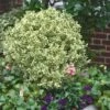 Dwarf Variegated Boxwood - 2 Gallon Pot -Best Plant Shop Boxwood Dwarf Variegated 500x750 3