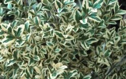 Dwarf Variegated Boxwood - 3 Gallon Pot -Best Plant Shop Boxwood Dwarf Variegated 51 1